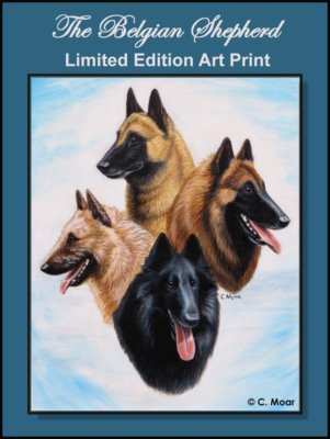 Belgian Shepherd Dog Sheepdog Malinios Laeken Tervuren Limited