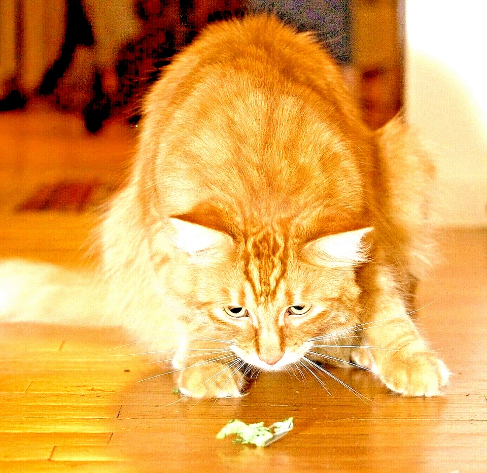 4000+ CATNIP SEEDS PERENNIAL AUTUMN MOSQUITO BUG REPELLING HERB FREE SHIPPING - Image 2 of 4