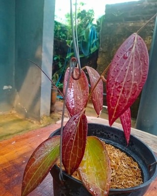 Hoya Nicholsoniae Sp Papua Super Red Rare Topical Wax Plant
