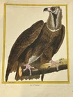 Birds of Raptor "The Vulture" - Buffon & Martinet - 1770