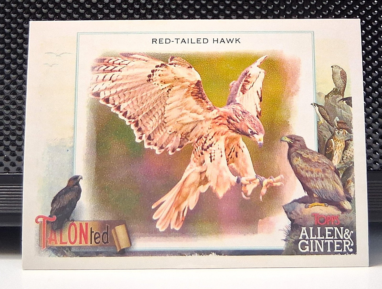 #TT-20 Red-Tailed Hawk 2023 Topps Allen & Ginter Talonted