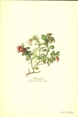 Preisselbeere (Vaccinium Vitis - idaea). Kunstdruck nach Aquarell von Elsa M. Fe