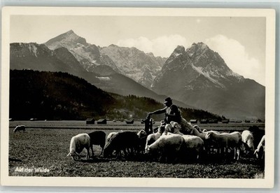 38177293 - Shepherd in Pasture Sheep