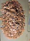Over 400 wheat pennies from 1909-1958.low dates,good coins no cull readable date