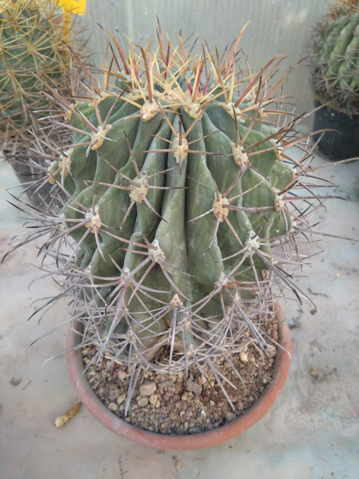 Foto 1 di 6