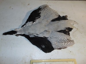 Silver pheasant skin, hunting, fly tying, craft feather, taxidermy pelt