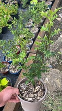 2 Litre Pot - Holly Tree Evergreen Plant Established Tree