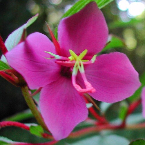 Rare "Princess Flower"! - Heterocentron suffruticosum - Only online source?