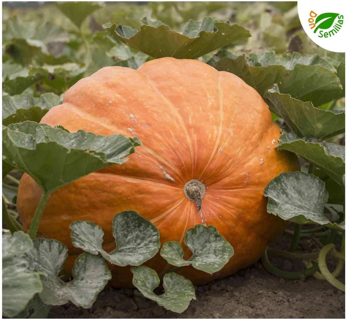 Atlantic – Seillas de calabaza gigante para plantar, 1 paquete con