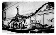 Postcard 70 Foot Dinosaur Skelton Smithsonian Institution