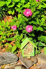 Mason Bee Houses and Supplies : Bamboo Tube Bee Hotel for Solitary Bees - Att...
