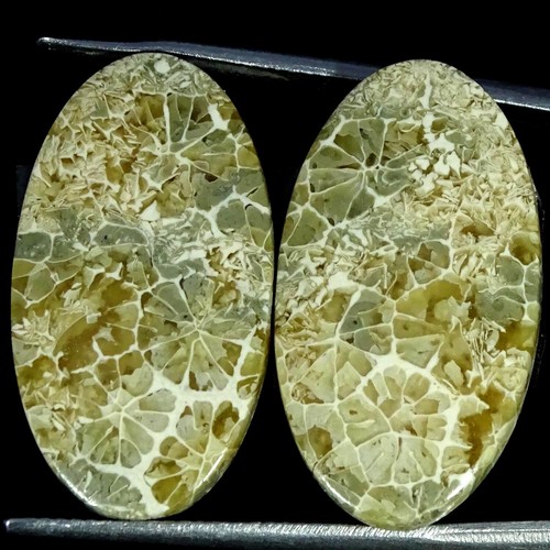 25.80 Cts Natural Oval Fossilized Coral Cabochon Pair Jewelry Making 14X25X4MM