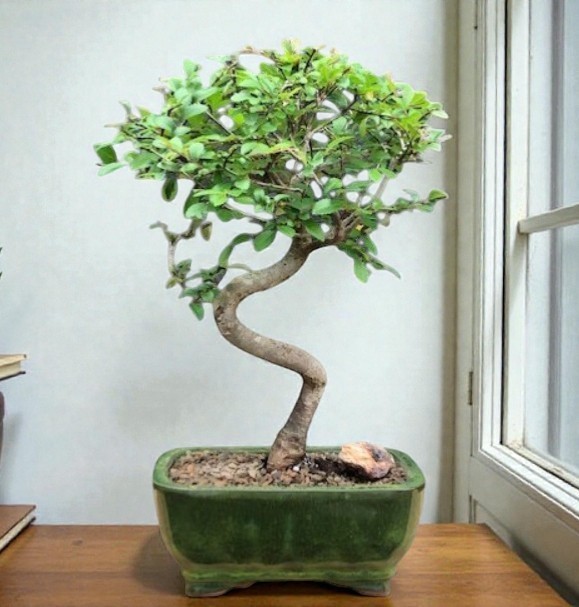 Live 8 Yr Old Chinese Elm Bonsai Tree Traditional Curved Trunk Ulmus 11"H  Gift | eBay