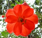 10 Passiflora parritae Seeds Exotic Orange Passionflower Vine Plant