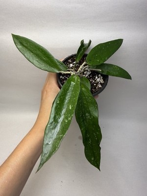 Hoya sp. Bengkulu  Rindu rafflesia  *RARE*  (EXACT PLANT)