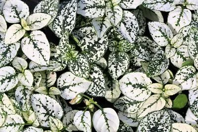 SEEDVILLE USA 10 Dwarf WHITE POLKA DOT PLANT Splash Select Hypoestes Phyllostachya Flower Hous