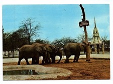 Foto Ak Afrikanische Elefanten Safariland Gro...