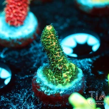 TIA Salix Acropora - NOT WYSIWG | Live SPS Coral | Aquacultured