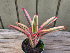 Neoregelia 'Blushing Zebra' variegated  Skotak bromeliad 4''pot