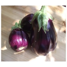 30 Graines Aubergine Semences paysannes bio Résistante sécheresse Pascal Poot