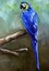 Blue Parrot Jewels