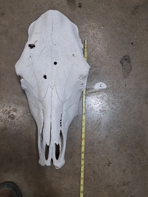 Cow Skull - real from our farm