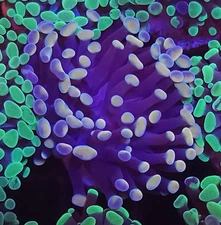 Indo Gold / Cream Hammer * Euphyllia * Live Coral Frag * AJs Aquariums