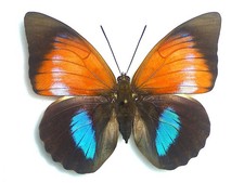FANTASTIC HYBRID AGRIAS SUPERB FORM !!! FEMALE NYMPHALIIDAE NYMPHALIDAE PERU