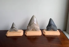 Megalodon Fossil Shark Tooth Stand, Rectangular Shape w/ Clipped corners