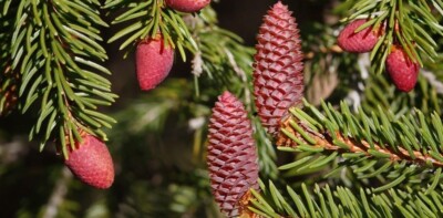 Picea Abies Alba European Norway Spruce Silver Fir Seeds Semillas Graines Ebay