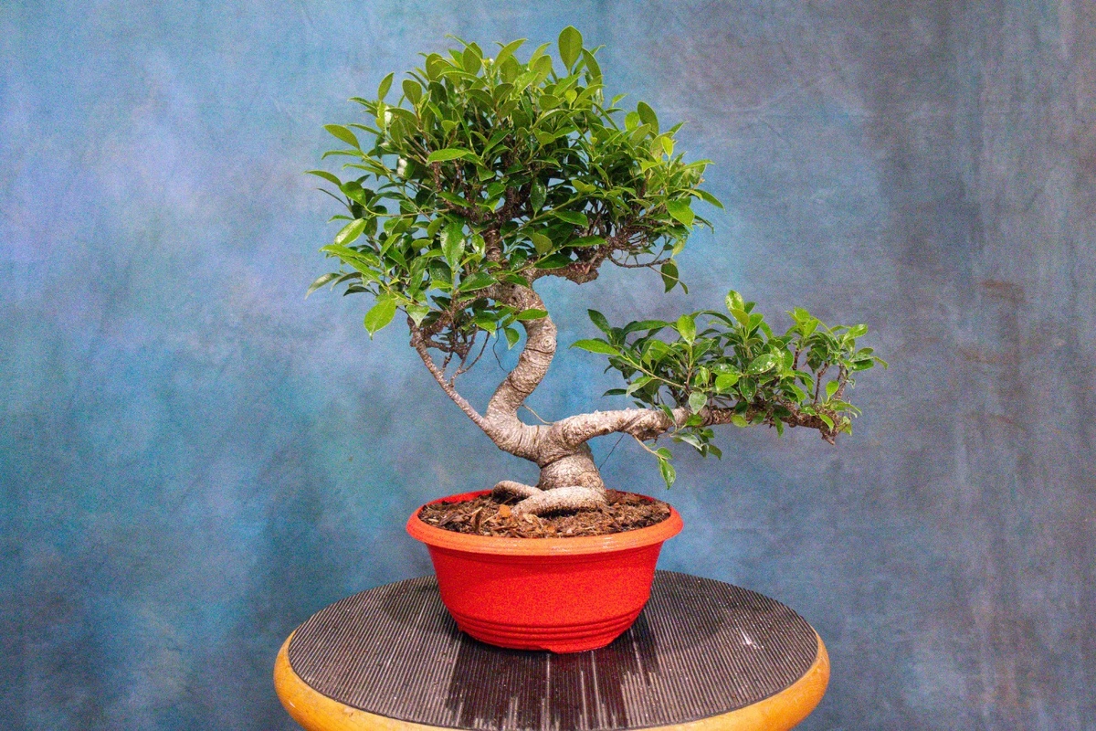 Ficus Pre-Bonsai Trees for sale | eBay