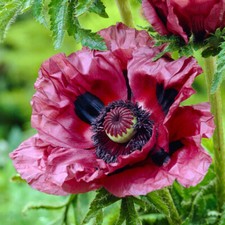 Perennial Plants Oriental Poppy Patty's Plum, 9cm Pot, Hardy, Cottage