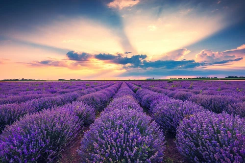 500 TRUE ENGLISH LAVENDER VERA Lavandula Angustifolia Herb Flower Seeds *Flat SH