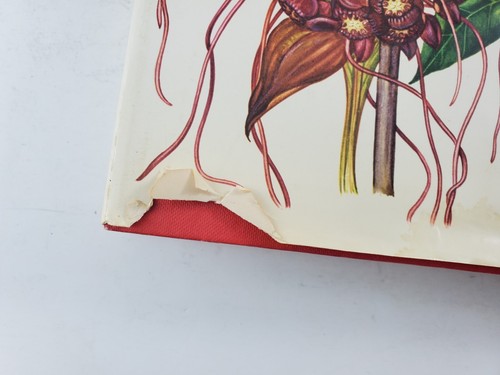 Wild Flowers of the World Painting Everard Text Morley Illustrated 1988 - Picture 6 of 14