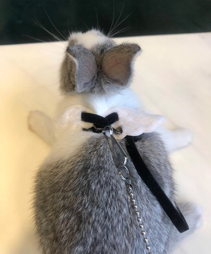 Adjustable Rabbit Ferret Guinea pig Angel Wings Harness Leash Light Soft Fashion - Picture 2 of 13
