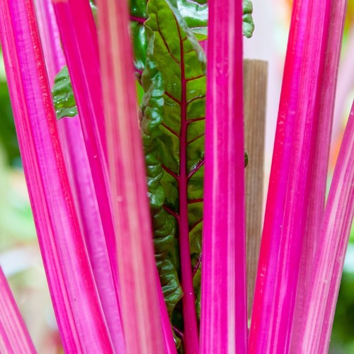 200 Pink Lipstick Swiss Chard Seeds - Everwilde Farms Mylar Seed Packet - Picture 3 of 3