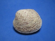 Periglypta reticulata (Linnaeus,1758) "HAWAIIAN WATERS!" (50.0mm)