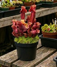 Sarracenia Purpurea Ssp. Burkii Live Carnivrous Plant Potted RARE