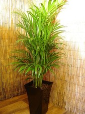 Large Areca Palm Floor Plant @Gloss Black Square Milano Pot Indoor Bamboo Family