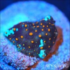 Corals of Eden WYSIWYG Live Coral Frag ~ baby Forbidden Treasures Mushroom — photo 1