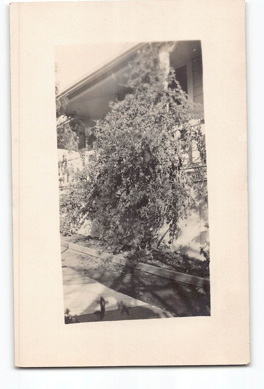 Summerland California CA RPPC Real Photo 1907-1920's Vine-Covered House Porch