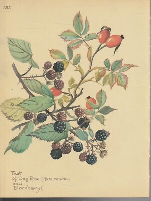 COLOUR PRINT , NATURAL HISTORY , EDITH HOLDEN ,DOG ROSE AND BLACKBERRY