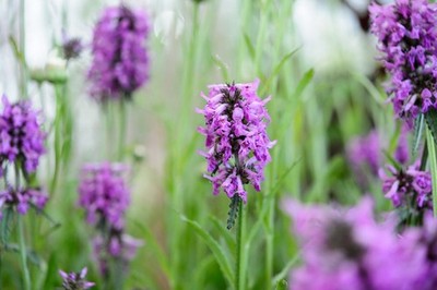 Stachys officinalis 50 Samen - Beton - traditionelle Heilpflanze