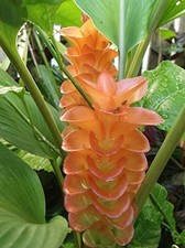 Pretty Imported Double Curcuma Orange Colour Flower Bulbs Pack Of 5 Bulbs