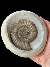 Quality! Androgynoceras Ammonite Fossil Jurassic - Charmouth Dorset UK