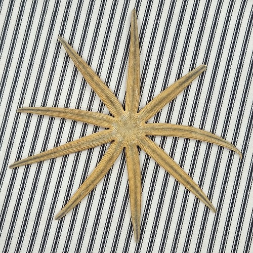 Genuine Starfish Specimen, Natural Fossil Shell ~ Nautical Decor - Picture 1 of 10