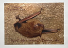 Eastern Pipestrelle Bat War Eagle Cavern on Beaver Lake Arkansas Postcard