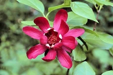 5 Sweetshrub Seeds for Planting Carolina Allspice Calycanthus Floridus Shrub