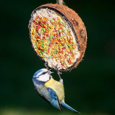 Wildvogelfutter 10 er Set Gefüllte Kokosnusshälften Vogelfutter zum Aufhängen