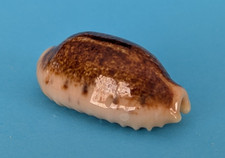 Cypraea caurica caurica niger